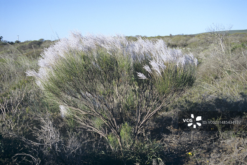 烟雾灌木图片素材