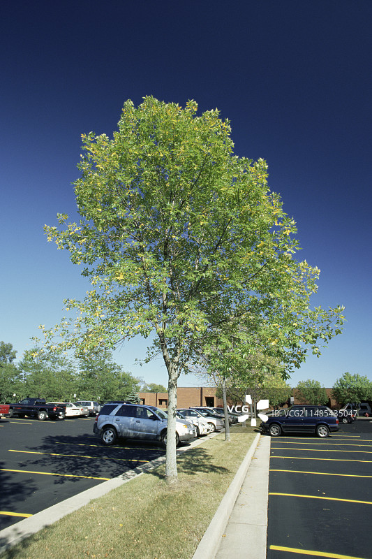 郊区树木图片素材