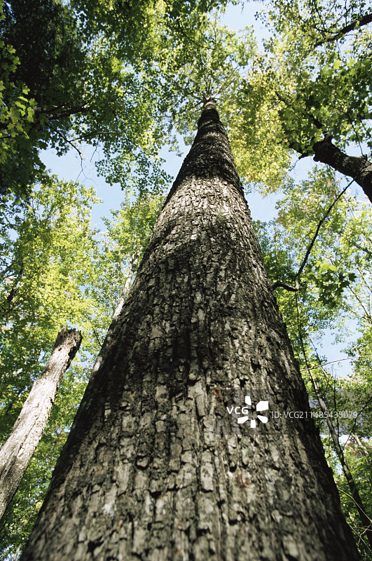 硬木树图片素材