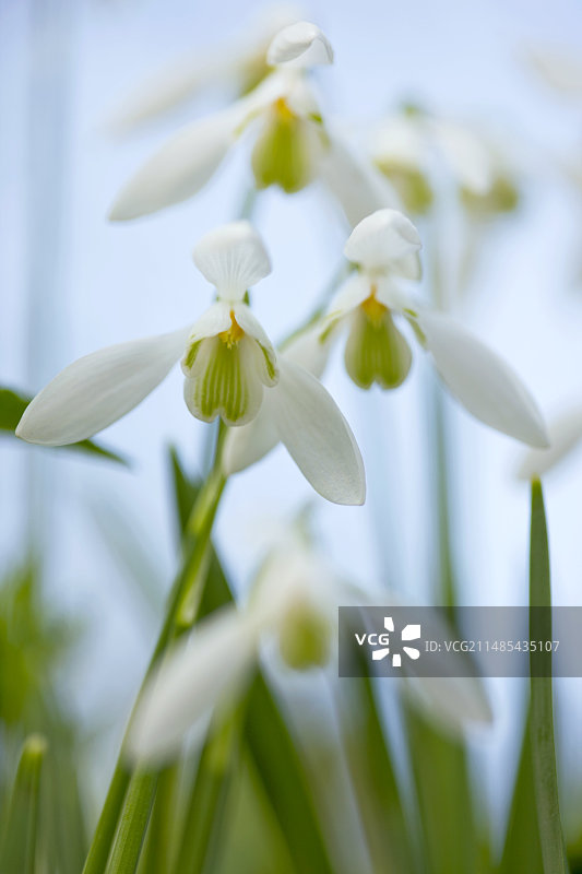 雪花莲图片素材