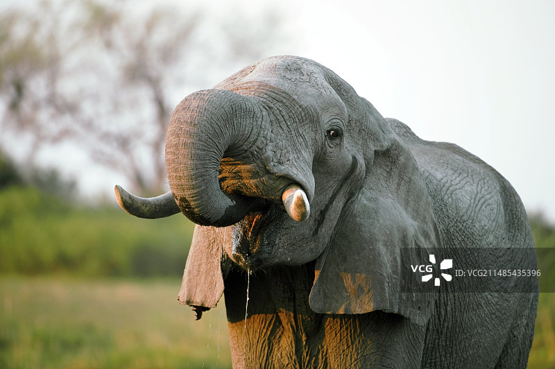 非洲雄象饮水图片素材