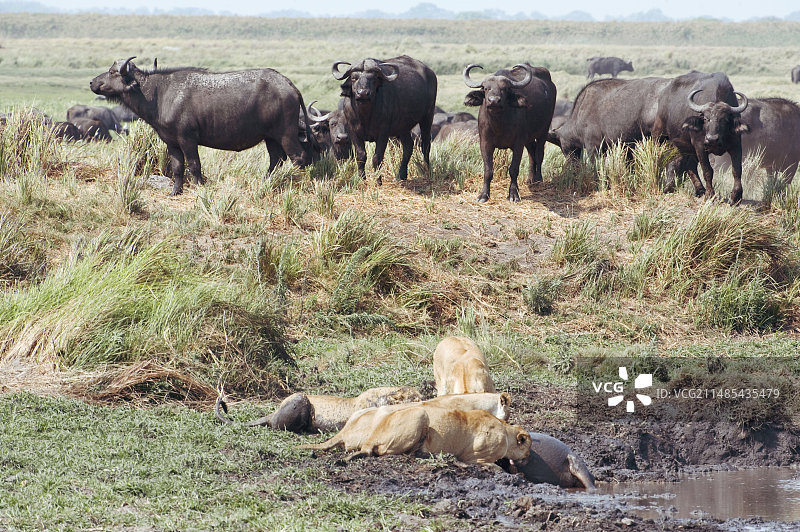 母狮捕食水牛图片素材