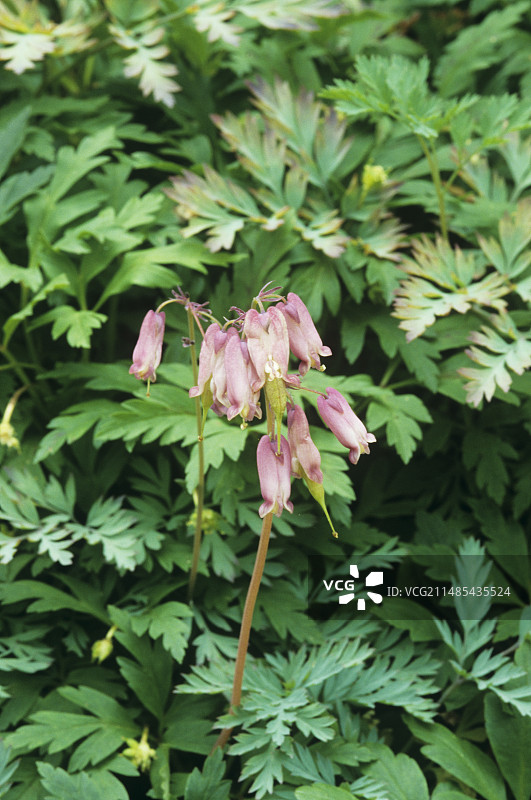 西部荷包牡丹图片素材