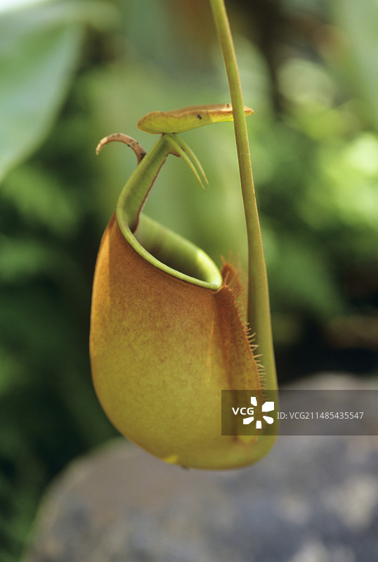 猪笼草（二齿猪笼草）图片素材