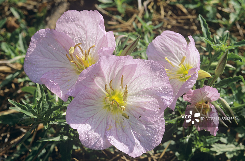 墨西哥晚樱草图片素材