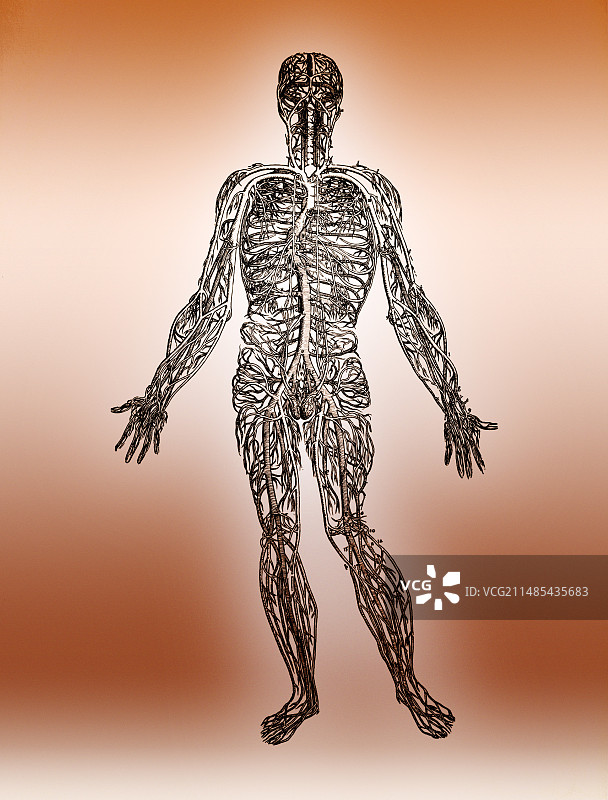 血液循环图片素材