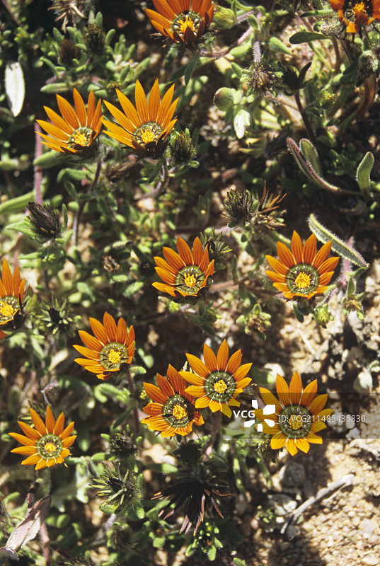 甲虫与雏菊花图片素材