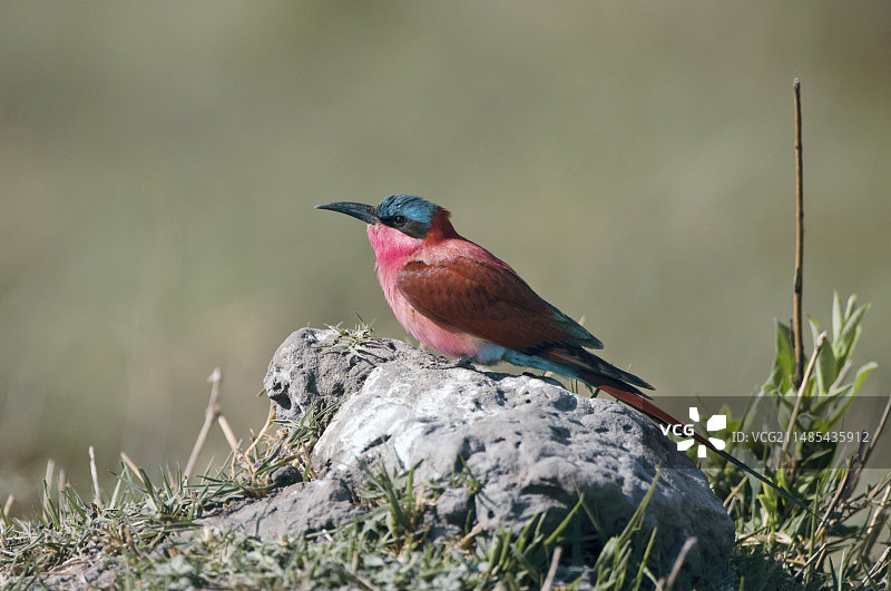 朱红蜂虎图片素材