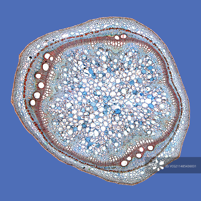 甘薯茎杆显微照片图片素材