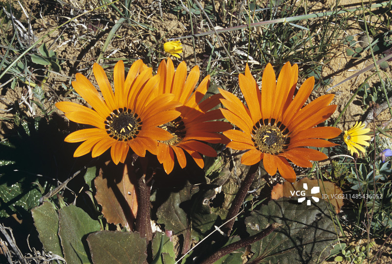 簇绒南非万寿菊图片素材