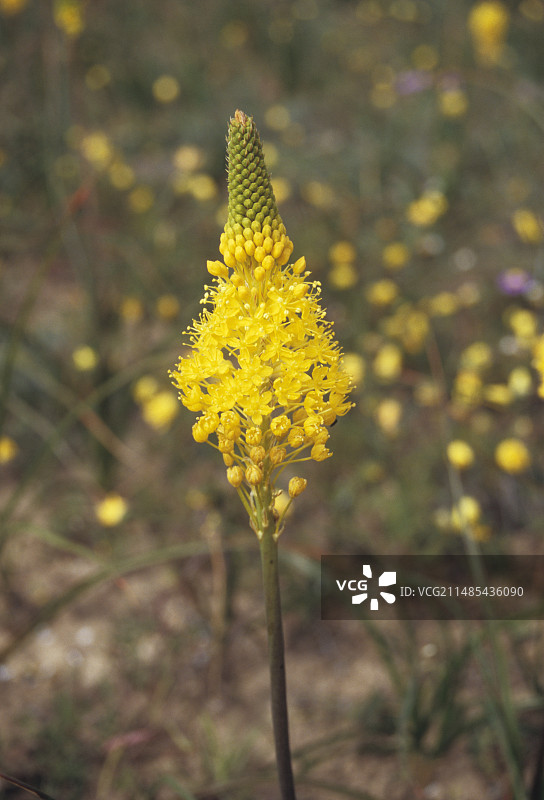 沼泽假叶树图片素材