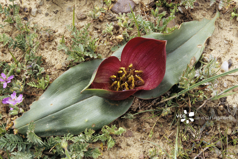 酢浆草图片素材