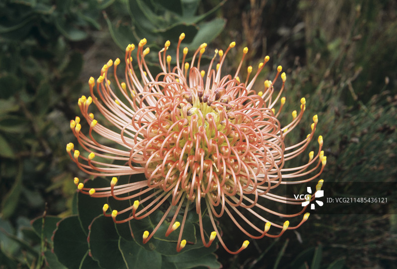 针垫花花头图片素材