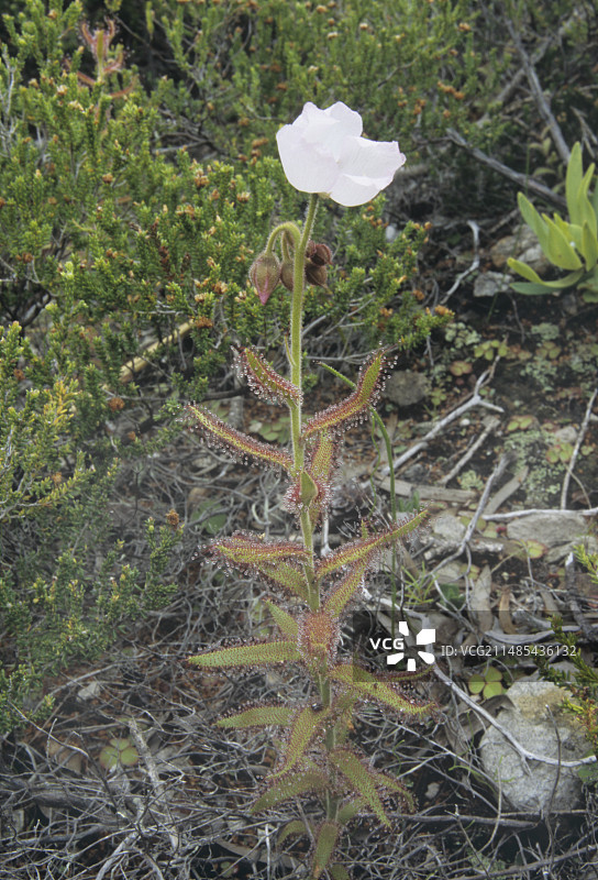 茅膏菜图片素材