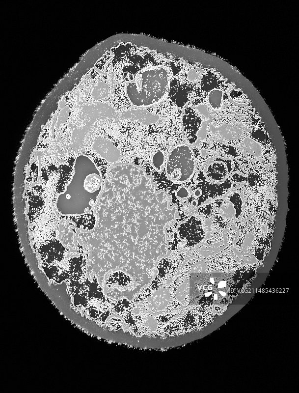 酵母细胞透射电镜图图片素材