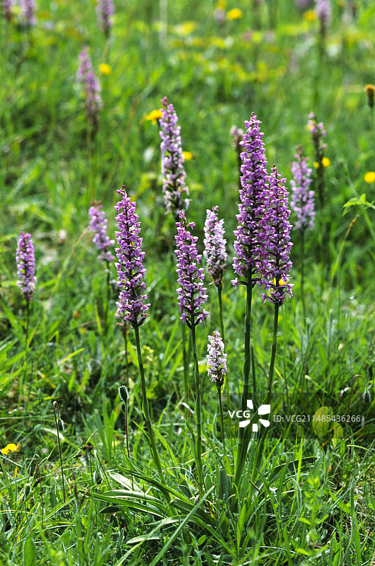 芬芳的兰花图片素材