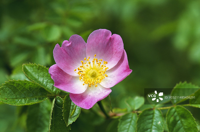“甜蔷薇”玫瑰花图片素材
