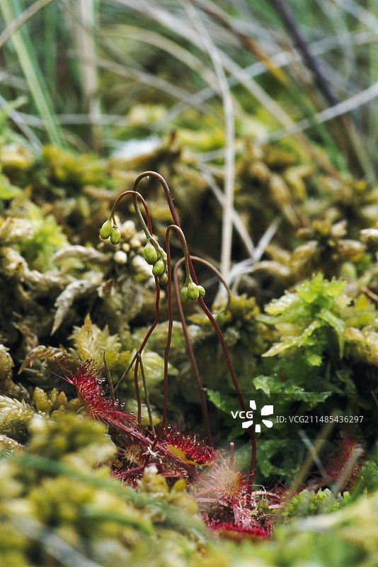 茅膏菜图片素材