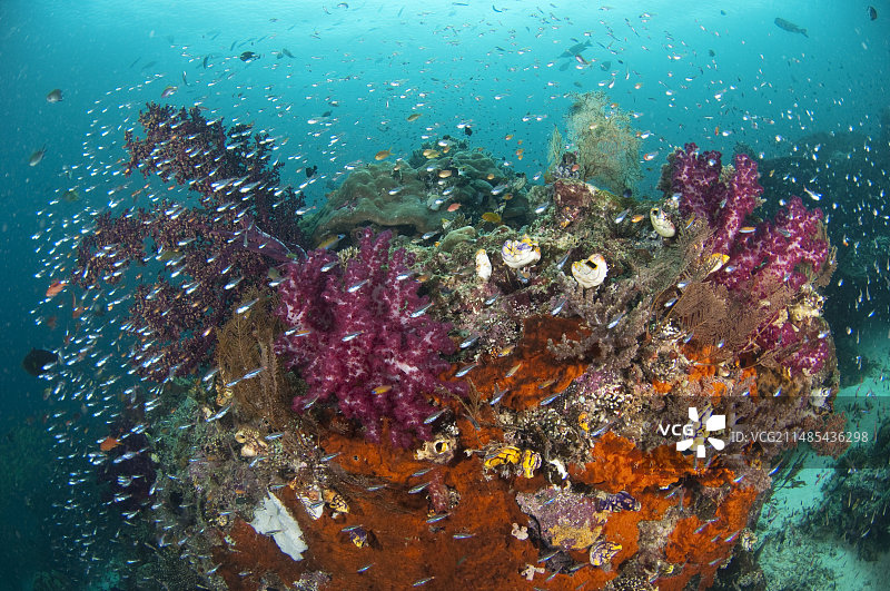 珊瑚礁群落图片素材