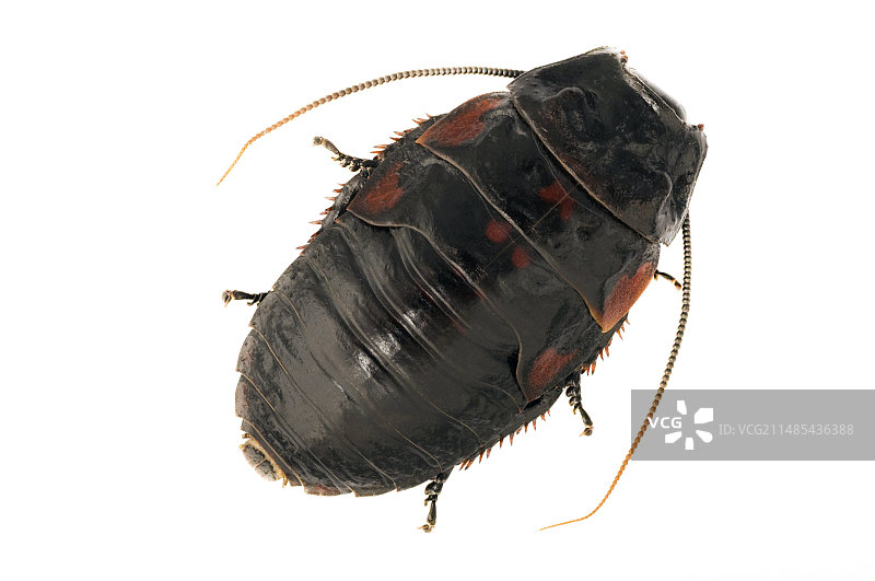 马达加斯加蟑螂背部视角图片素材