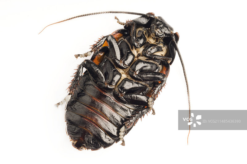 马达加斯巨型蟑螂腹部视图图片素材