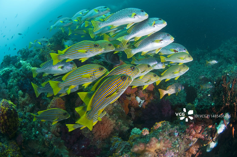 石鲈鱼群图片素材