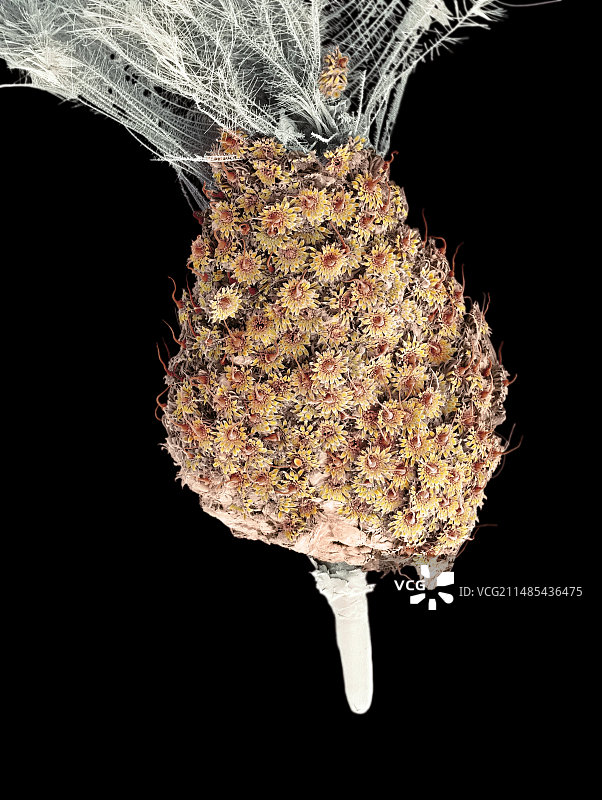 鸡虱卵扫描电镜图图片素材