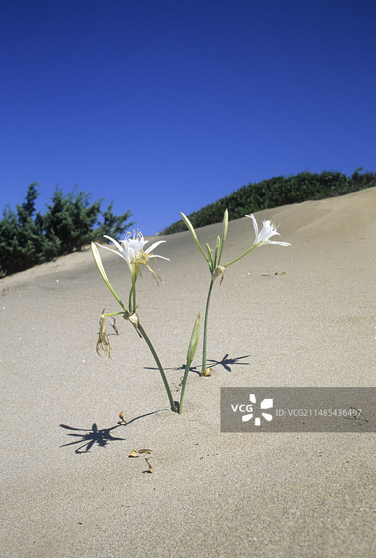 海石蒜图片素材