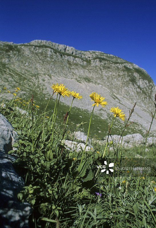 东方豚草图片素材