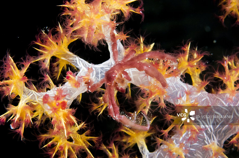 猩猩蟹图片素材