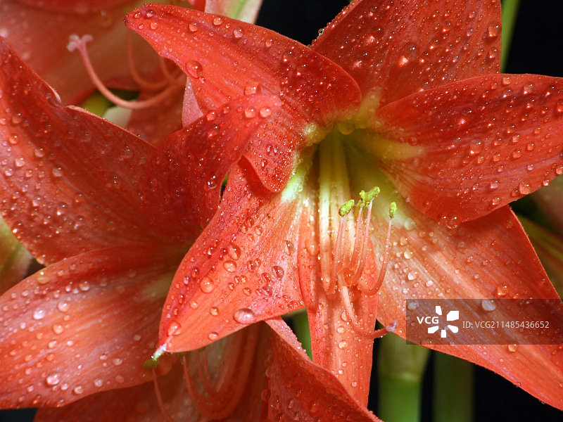 朱顶红 “Christmas Carol”图片素材