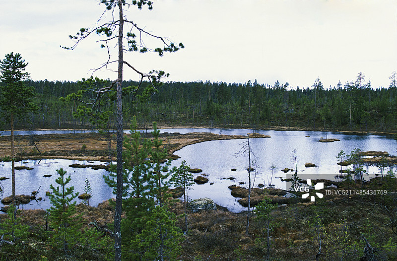 针叶林图片素材
