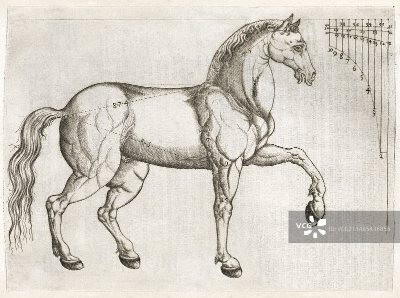 马的解剖结构，16世纪艺术作品图片素材