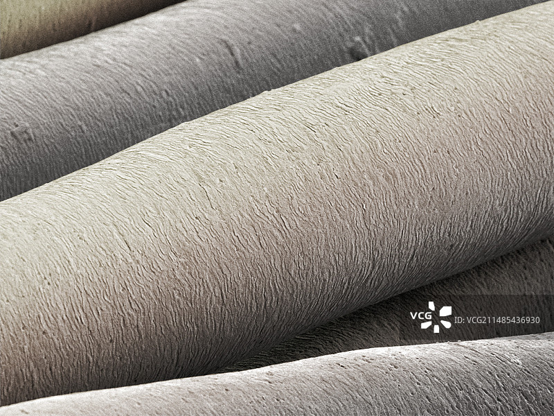 马尾毛彩色扫描电镜图图片素材