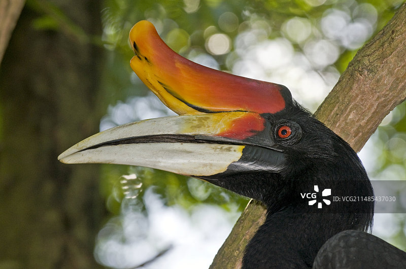 树上的雄性犀鸟图片素材