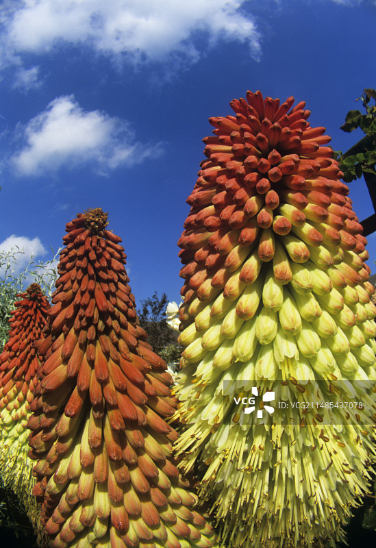 火炬百合花图片素材