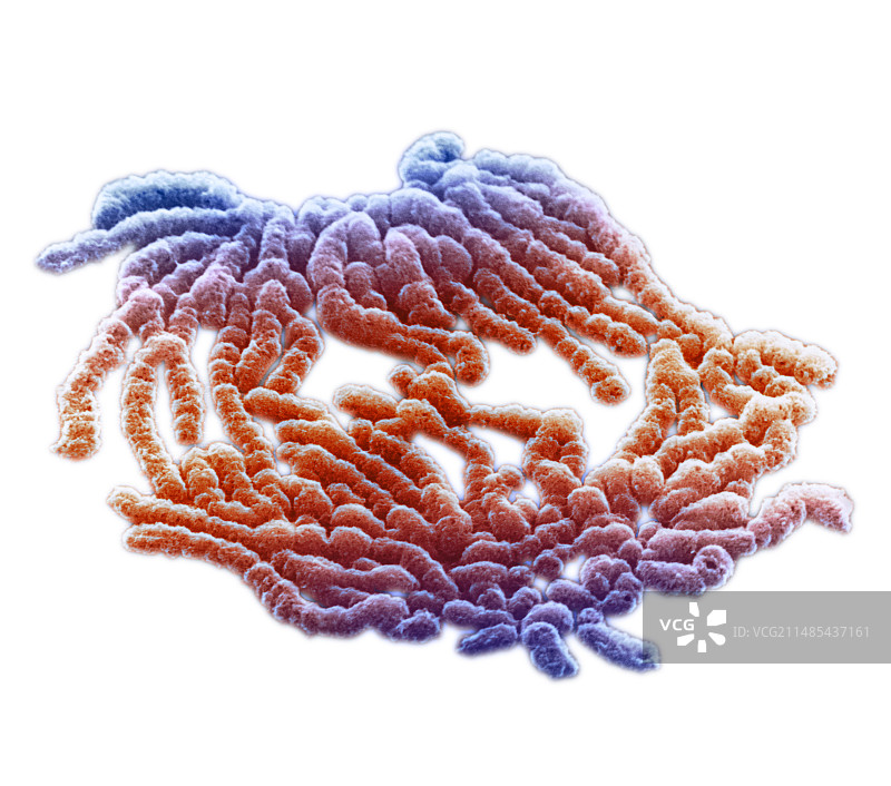 减数分裂，扫描电子显微镜图片素材