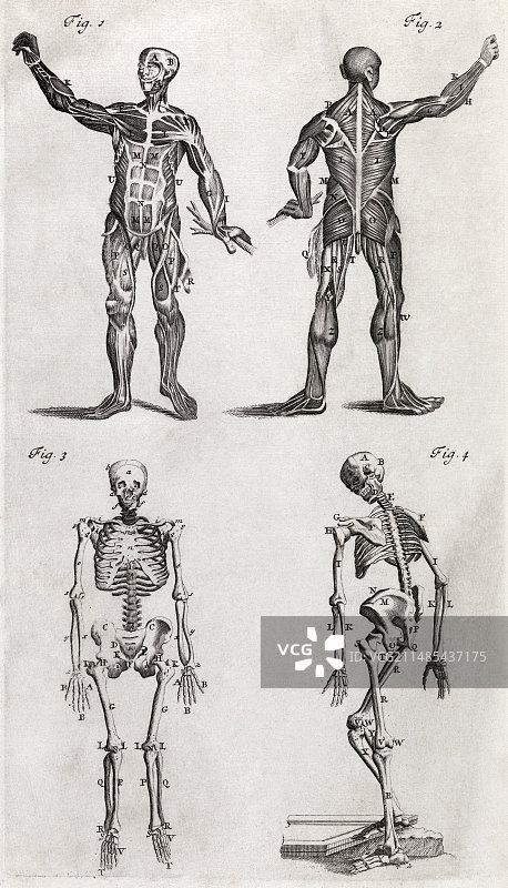 18世纪人体解剖艺术作品图片素材