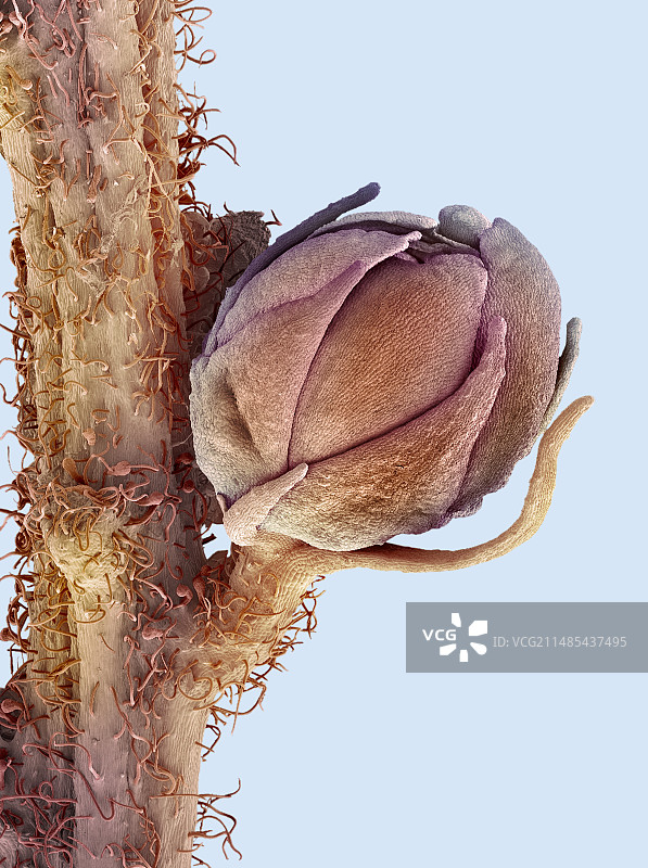 山羊胡子花扫描电镜图图片素材