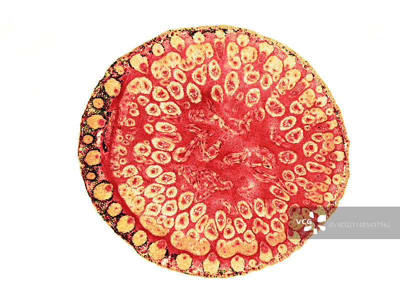 芦苇草茎的浅显显微照片图片素材