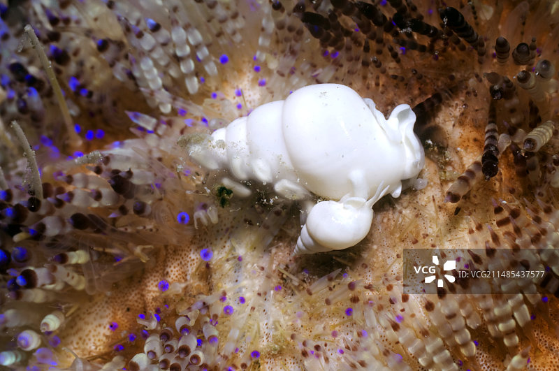 寄生性海螺图片素材