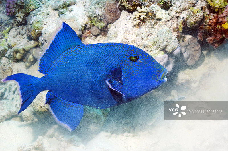 蓝色炮弹鱼图片素材