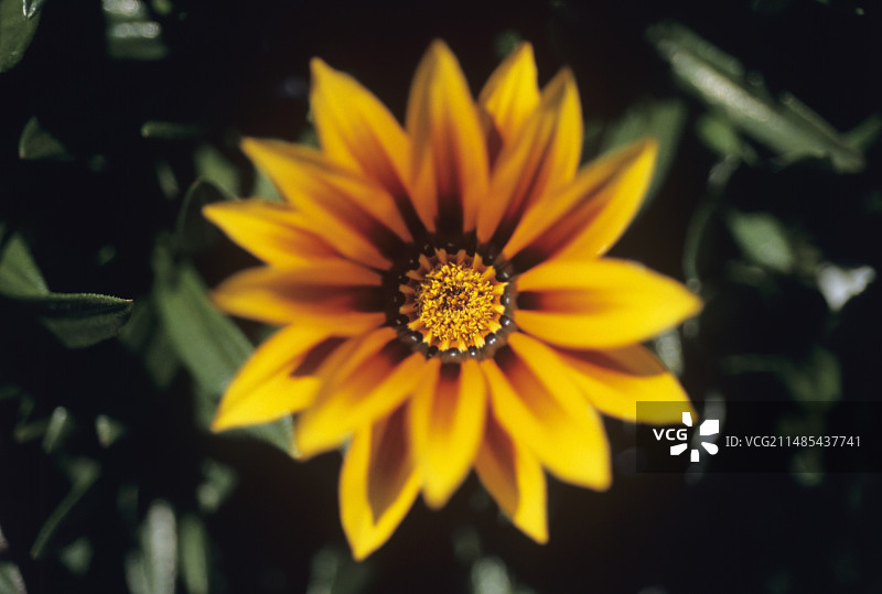 神奇勋章菊图片素材