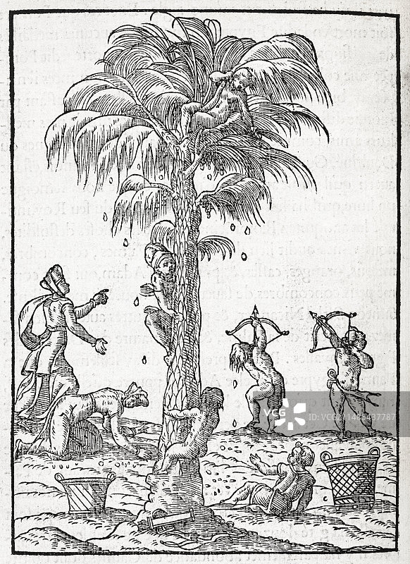 埃及棕榈树，16世纪艺术品图片素材