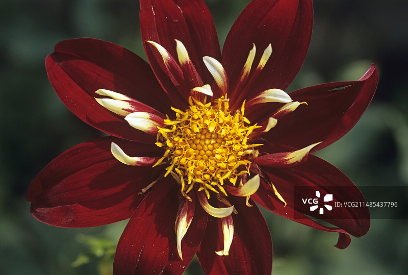 大丽花“钦博拉索”图片素材