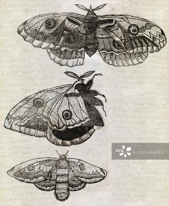 17世纪的蛾子艺术品图片素材