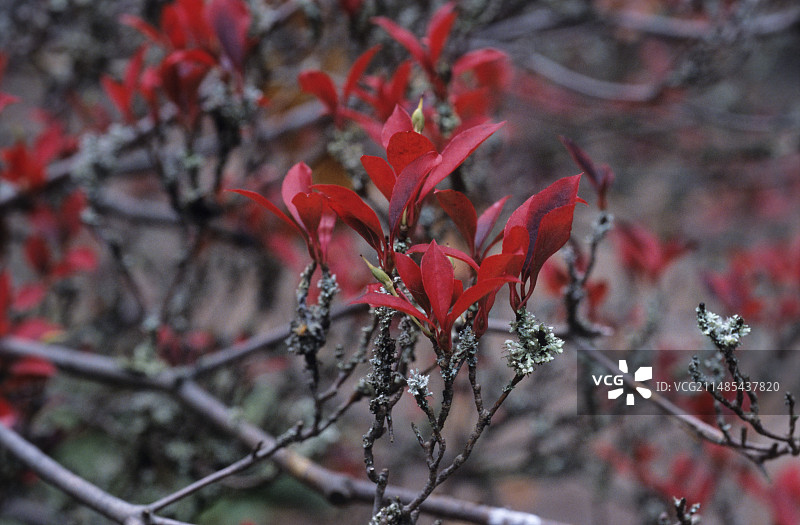 东瀛珊瑚花图片素材