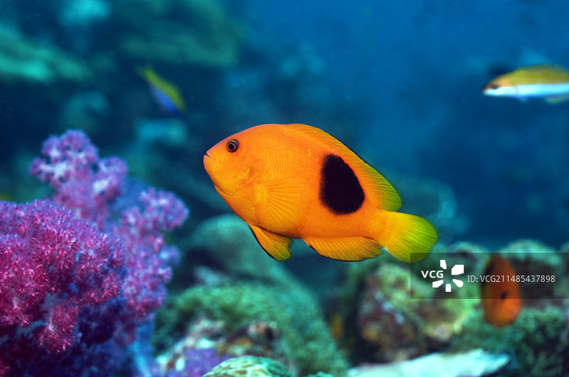 鞍背双锯鱼和软珊瑚图片素材