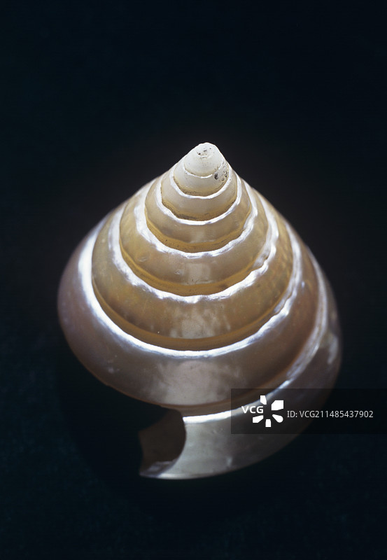 海螺壳图片素材