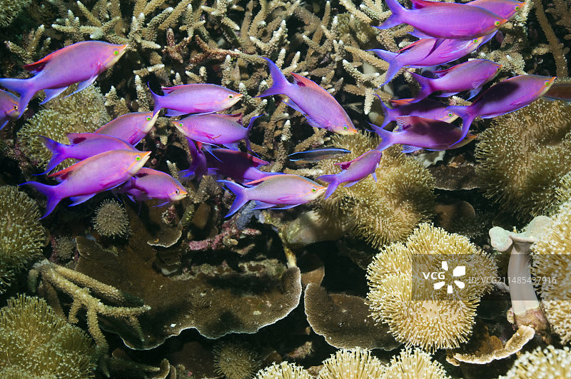 黄条纹仙女鲈图片素材